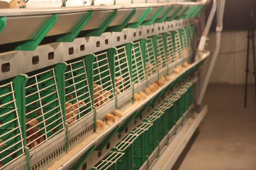 雏鸡饲养系统 - CR series - ZUCAMI POULTRY EQUIPMENT S.L.U