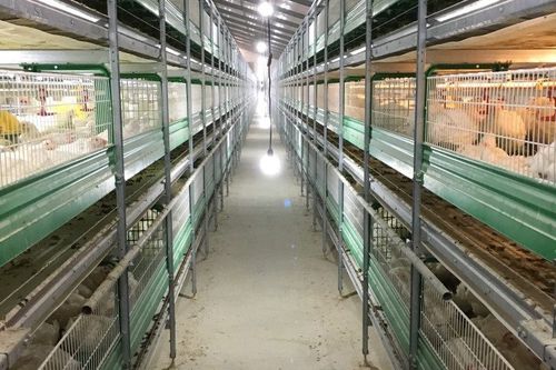 笼子肉鸡饲养系统 - B 1610 - ZUCAMI POULTRY EQUIPMENT S.L.U