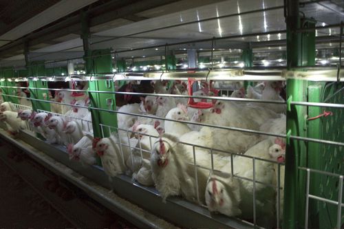 笼子肉鸡饲养系统 - R - ZUCAMI POULTRY EQUIPMENT S.L.U