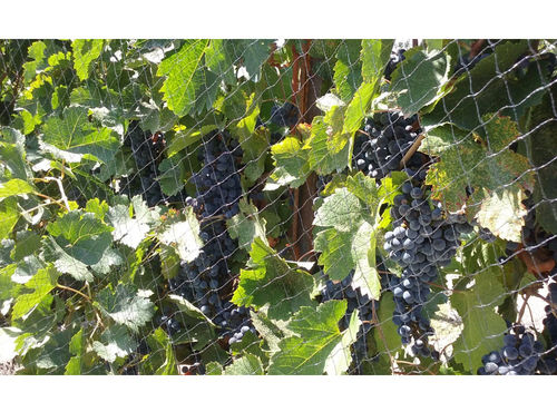 防鸟网 - Vineyard Bird Netting - HF BETTER TECHNOLOGY CO - HDPE