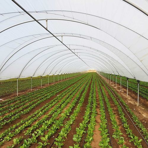 连栋温室 - REINFORCED - TÉCNICAS SANJORGE SL - 花园 / 园林花卉 / 塑料