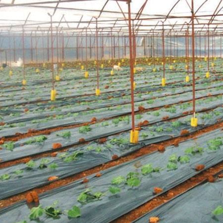 防草膜 - İSTANBUL SERA PLASTİK SAN.VE TİC.A.Ş. - 土壤消毒净化 / 塑料 / 透明