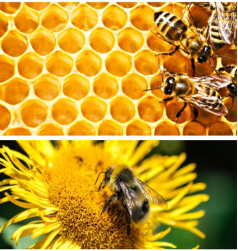 动物营养补充剂 - Vitamin E Plus Bee - Extrafarm Albania - 蜜蜂 / 维生素 / 矿物质