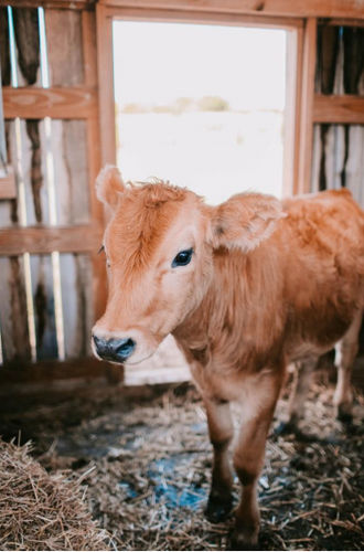 牛犊营养补充剂 - Extra Mix for Calves - Extrafarm Albania - 动物 / 维生素 / 矿物质