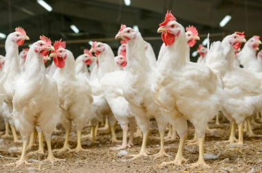 动物营养补充剂 - Extra Poultry Mix - Extrafarm Albania - 家禽 / 维生素 / 矿物质