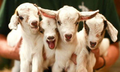 动物营养补充剂 - Premix Lamb & Goat Kid - Extrafarm Albania - 山羊 / 绵羊 / 维生素