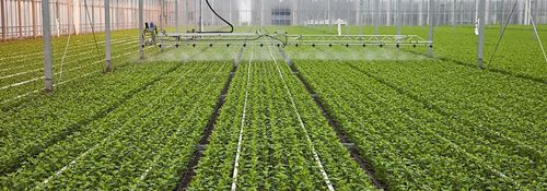 温室喷灌机悬臂 - Resif Greenhouse Technologies - 水管浇灌 / 悬挂式 / 带控制面板
