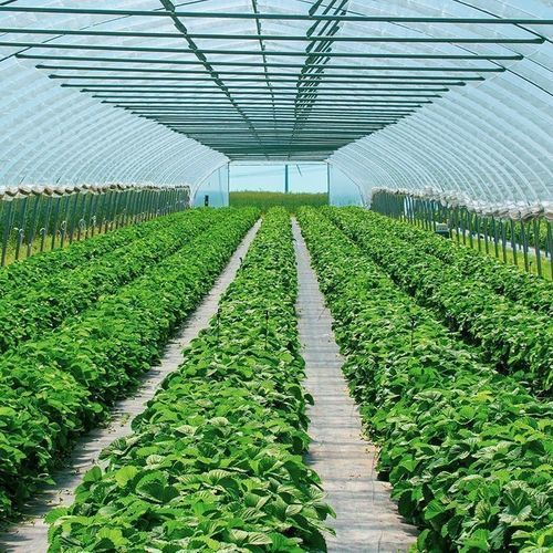 隧道式温室 - Economic  - Resif Greenhouse Technologies - 塑料