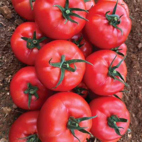 红色番茄种子 - HEDEF PLUS - Manier Seeds - 圆形 / 大棚栽培