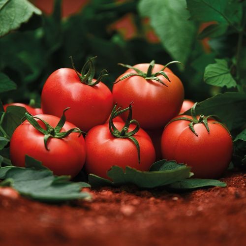 红色番茄种子 - DİRİLİŞ - Manier Seeds - 半早熟 / 圆形