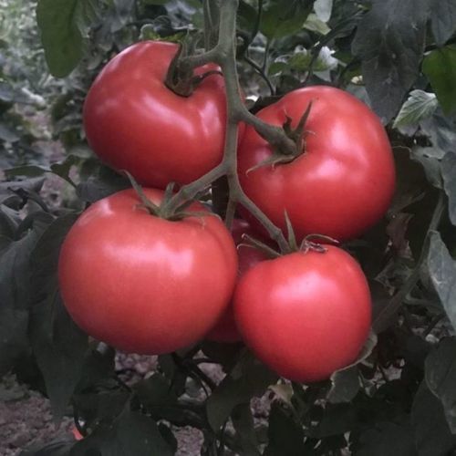 粉色番茄种子 - KARANFİL - Manier Seeds - 半早熟 / 圆形