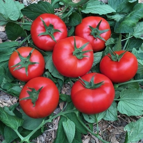 红色番茄种子 - NUSRET - Manier Seeds - 圆形 / 大棚栽培