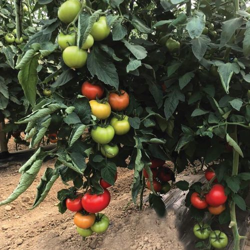 红色番茄种子 - TİRYAKİ - Manier Seeds