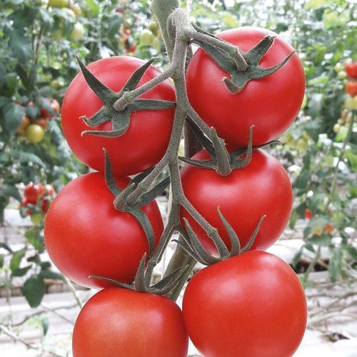 红色番茄种子 - SENCRON - Manier Seeds - 圆形 / 无土栽培
