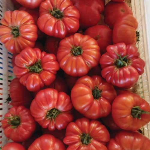 粉色番茄种子 - ŞİLEM - Manier Seeds