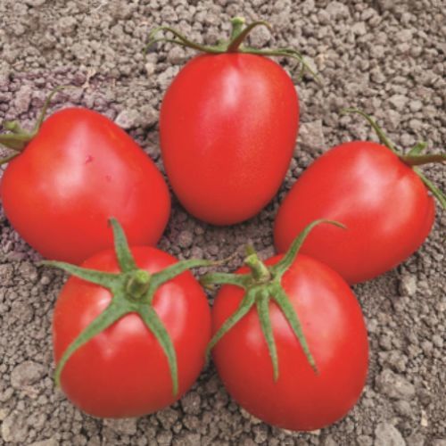 红色番茄种子 - JEREMY - Manier Seeds - 半早熟 / 大棚栽培