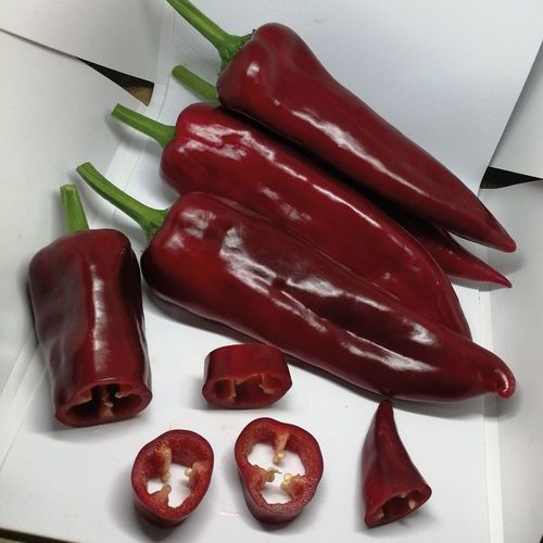 半早熟菜椒种子 - MRP 8009 - Manier Seeds - 春季 / 秋季 / 大棚栽培