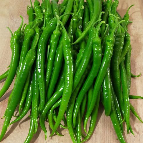 大棚栽培菜椒种子 - NİLÜFER - Manier Seeds - 绿色