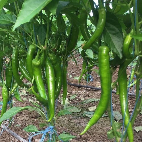 早熟菜椒种子 - DERCAN - Manier Seeds - 绿色