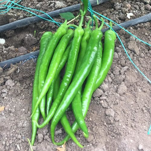 早熟菜椒种子 - DERMAN - Manier Seeds - 大棚栽培 / 绿色
