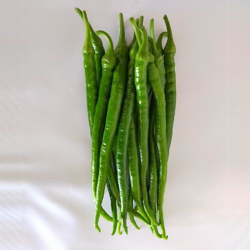 早熟菜椒种子 - HAKİM - Manier Seeds - 大棚栽培 / 绿色