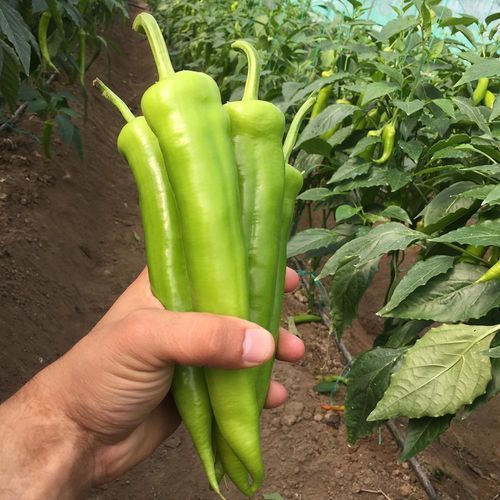 早熟菜椒种子 - SİMAY - Manier Seeds - 绿色