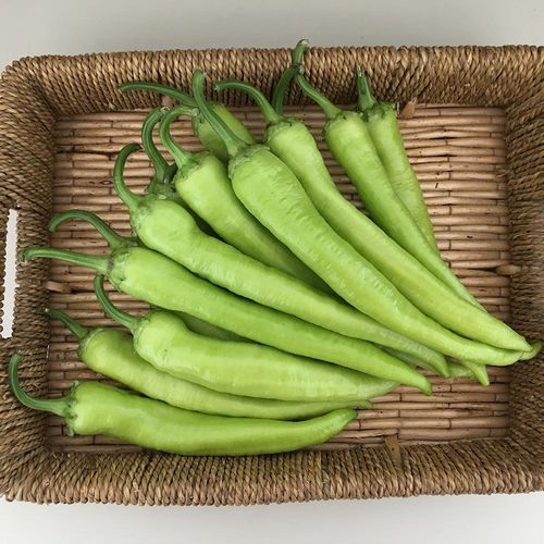 早熟菜椒种子 - SELİN - Manier Seeds - 绿色