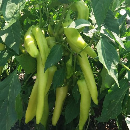 大棚栽培菜椒种子 - MRP 9011 - Manier Seeds - 绿色