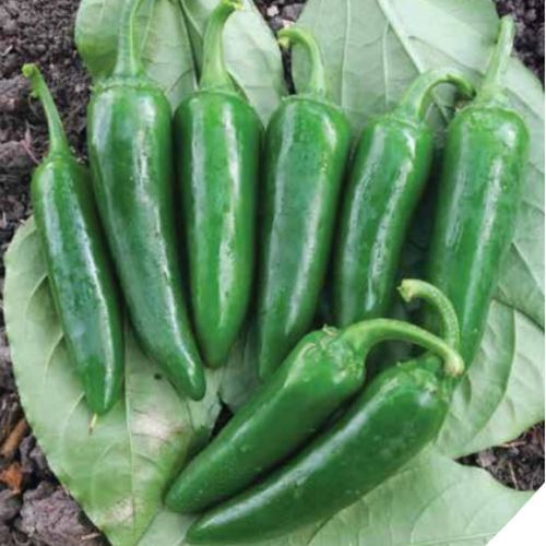 红色菜椒种子 - SONARO - Manier Seeds - 绿色