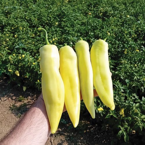 大棚栽培菜椒种子 - GENT - Manier Seeds - 绿色