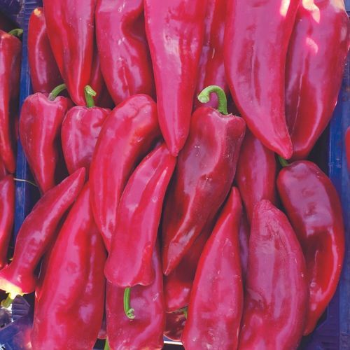 红色菜椒种子 - MRP 8006 - Manier Seeds - 绿色