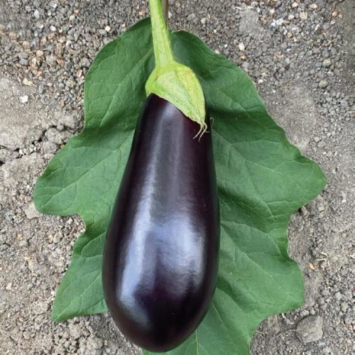 大棚栽培茄子种子 - MRE 1031 - Manier Seeds
