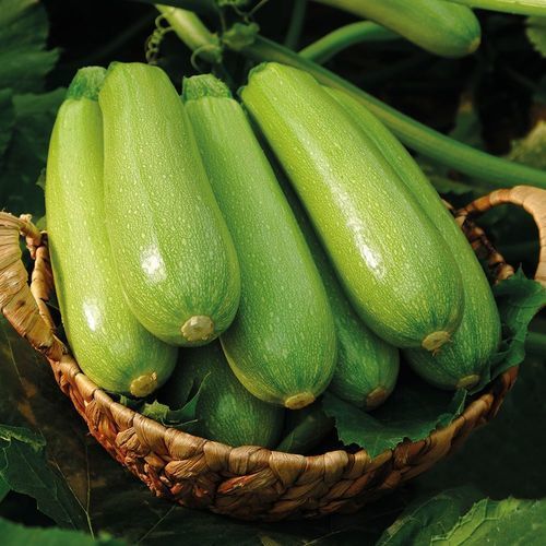 抗白粉病南瓜种子 - SEYDEN - Manier Seeds - 花叶病抗性 / 春季 / 秋季