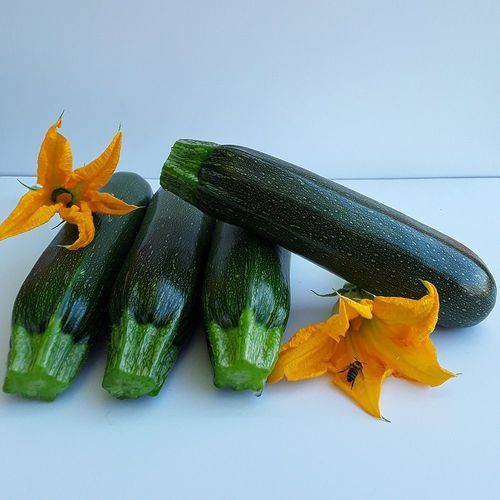 秋季南瓜种子 - İNCİ - Manier Seeds - 绿色 / 圆柱