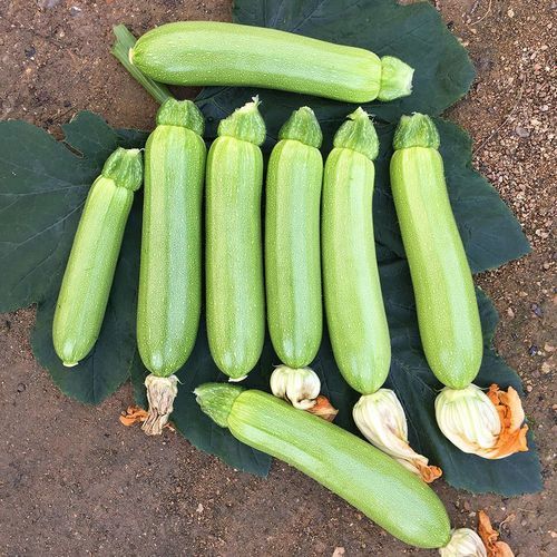 早熟南瓜种子 - TARGET - Manier Seeds - 春季