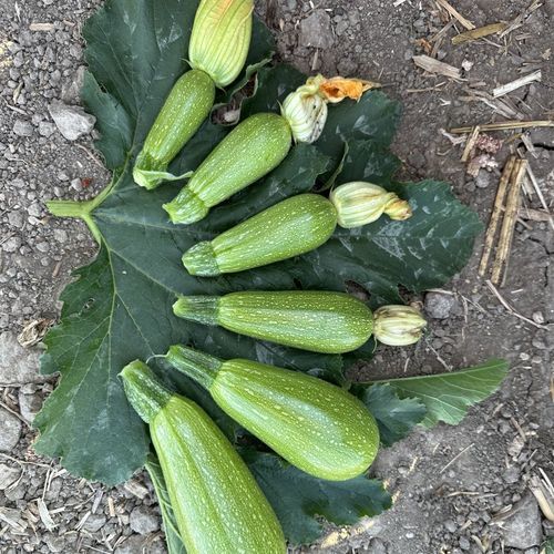 春季南瓜种子 - MRS 1005 - Manier Seeds - 秋季 / 大棚栽培 / 绿色
