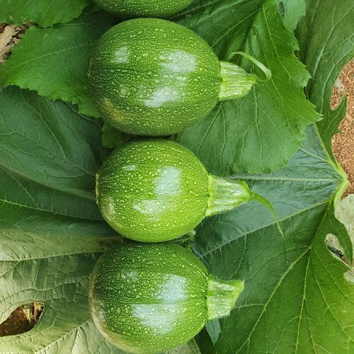抗白粉病西葫芦种子 - MRS 8029 - Manier Seeds - 秋季 / 大棚栽培 / 绿色