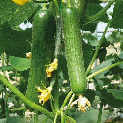 早熟黄瓜种子 - MRC 07 - Manier Seeds - 春季 / 秋季 / 大棚栽培