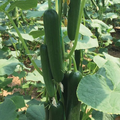 早熟黄瓜种子 - MRC 05 - Manier Seeds - 春季 / 秋季 / 大棚栽培