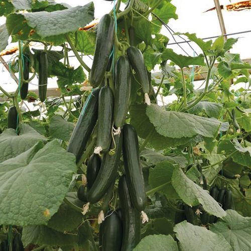 春季黄瓜种子 - KUATRO - Manier Seeds - 秋季 / 大棚栽培 / 绿色