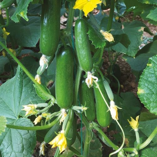 早熟黄瓜种子 - ATOM - Manier Seeds - 春季 / 秋季 / 夏季