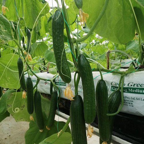 极早熟黄瓜种子 - BESTA - Manier Seeds - 春季 / 秋季 / 绿色