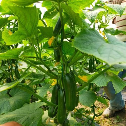 春季黄瓜种子 - YILKI - Manier Seeds - 秋季 / 夏季 / 绿色