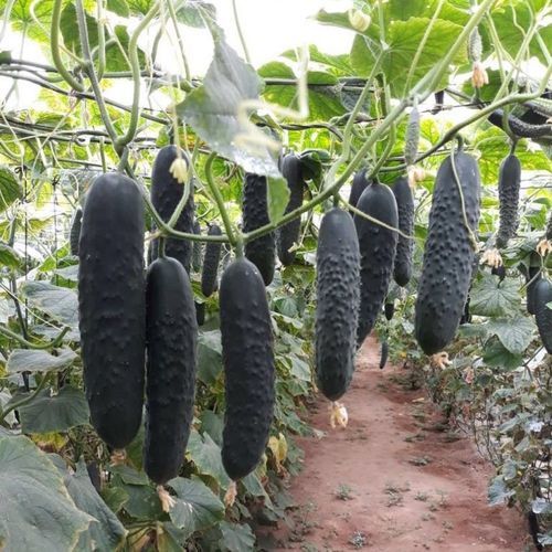 春季黄瓜种子 - ALPAGU - Manier Seeds - 秋季 / 绿色