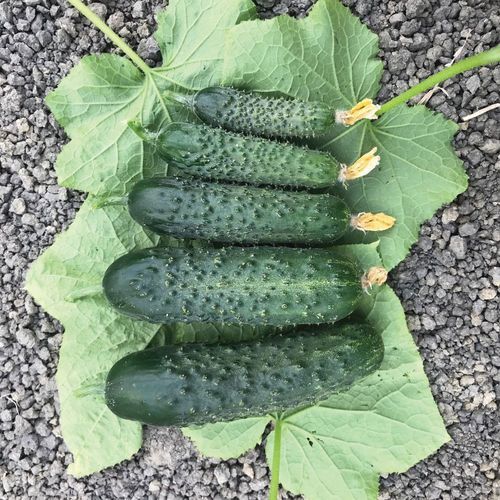 早熟小黄瓜种子 - TULGA - Manier Seeds - 春季 / 秋季 / 绿色