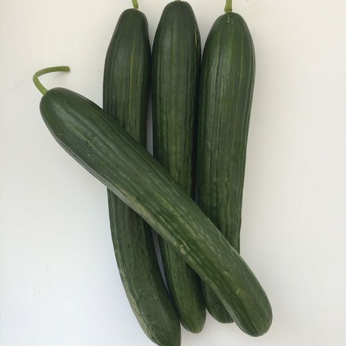半早熟黄瓜种子 - KERVAN - Manier Seeds - 冬季 / 春季 / 秋季