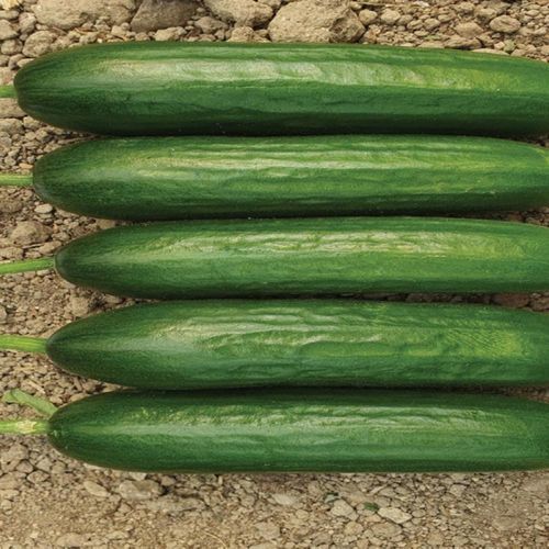 春季黄瓜种子 - MRC 6052 - Manier Seeds - 秋季 / 绿色