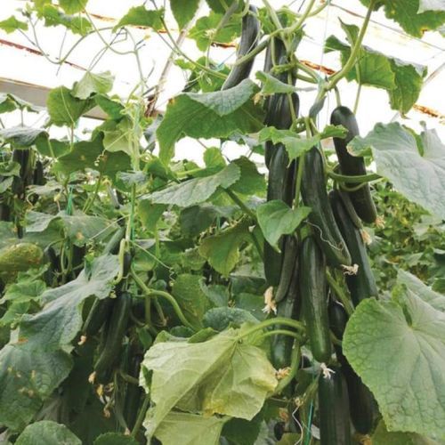 极早熟黄瓜种子 - COPERNIC - Manier Seeds - 春季 / 秋季 / 绿色