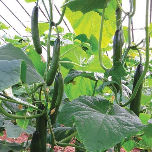 早熟黄瓜种子 - MRC 9019 - Manier Seeds - 春季 / 绿色