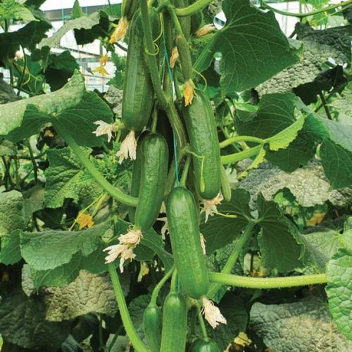 早熟黄瓜种子 - MRC 6049 - Manier Seeds - 春季 / 秋季 / 夏季